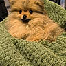 animal, blanket, brown_fur, cozy, cute, dog, ears, eyes, face, fluffy, fur, green_blanket, indoors, nose, pet, pomeranian, puppy, small_dog, snuggled, soft_texture