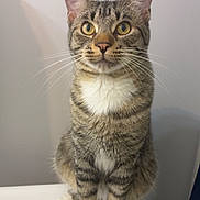 Jasper is registered to the contest to win money with this photo: cat, tabby_cat, pet, whiskers, paws, stripes, yellow_eyes, ears, white_chest, sitting, toilet_lid, indoor, portrait, feline, curious, close_up, looking_at_camera, fur, domestic_animal, bathroom
