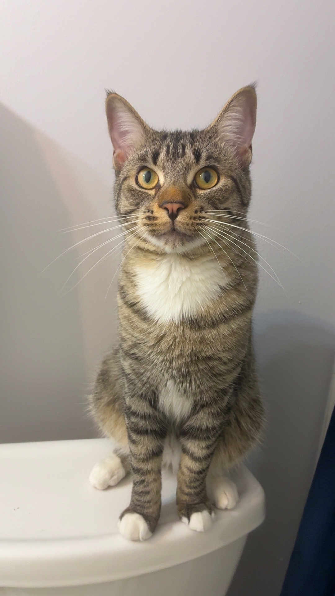 Jasper is registered to the contest to win money with this photo: cat, tabby_cat, pet, whiskers, paws, stripes, yellow_eyes, ears, white_chest, sitting, toilet_lid, indoor, portrait, feline, curious, close_up, looking_at_camera, fur, domestic_animal, bathroom