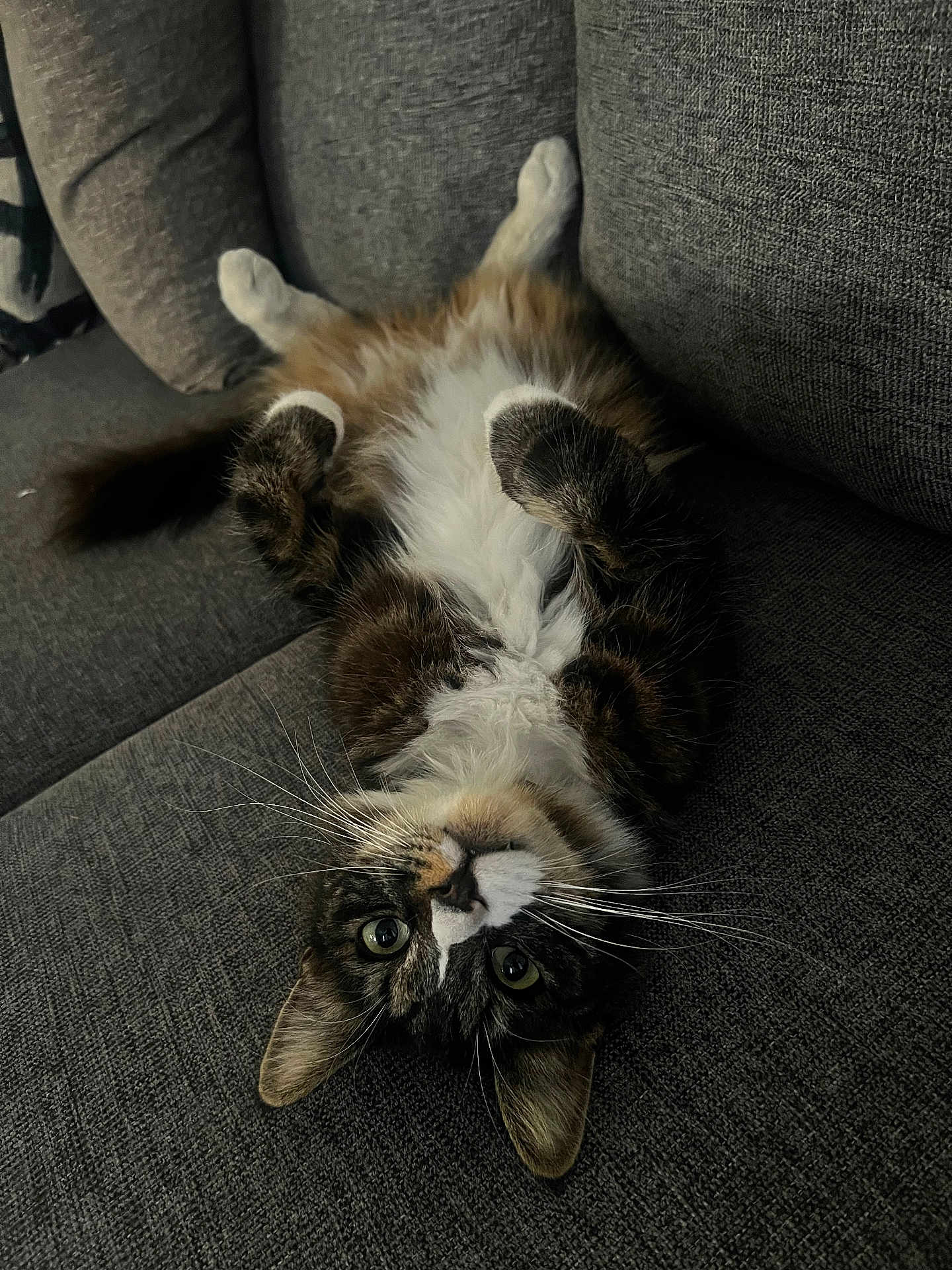 Fluffy