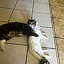 Fluffy is registered to the contest to win money with this photo: cat, black_cat, white_cat, floor, tile_floor, hugging, pets, animal, cute, domestic_animal, resting, paw, footwear, flip_flop, human_foot, indoors, companionship, affection, relaxing, friendship