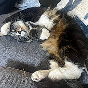 Fluffy is registered to the contest to win money with this photo: cat, fluffy, lying_down, relaxed, couch, furniture, indoor, pet, cute, fur, white_paws, green_eyes, stretching, sleepy, cozy, tabby, animal, resting, soft, domestic_cat