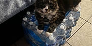 Fluffy is registered to the contest to win money with this photo: cat, indoor, bottled_water, tile_floor, bed, blanket, pet, animal, fur, paws, curious, relaxed, domestic, water_bottles, packaging, floor_tiles, collar, whiskers, black_and_white, resting