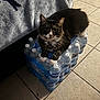 cat, indoor, bottled_water, tile_floor, bed, blanket, pet, animal, fur, paws, curious, relaxed, domestic, water_bottles, packaging, floor_tiles, collar, whiskers, black_and_white, resting