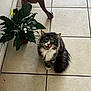 Fluffy is registered to the contest to win money with this photo: cat, indoor, tile_floor, potted_plant, green_leaves, wooden_table_leg, fluffy_fur, white_paws, meowing, wide_eyes, pet, domestic_cat, plant_pot, floor_tiles, long_tail, animal, houseplant, home, curious, feline