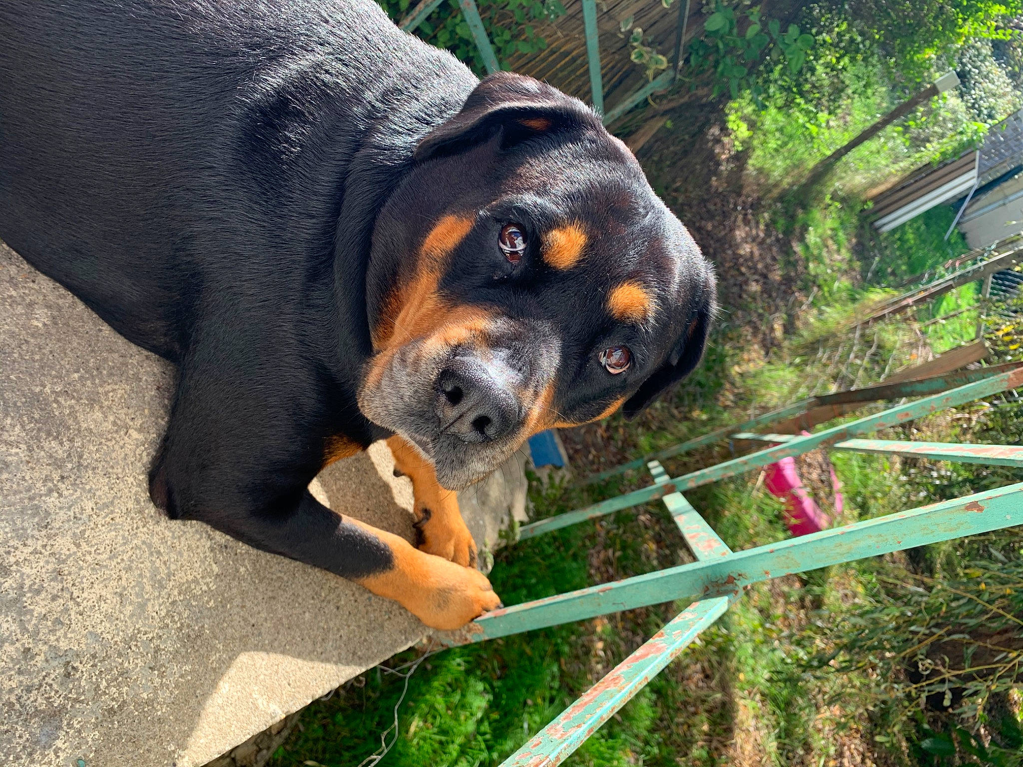 Laika a rejoint le concours — aidez-le/la à gagner de superbes lots ! canidae, carnivore, companion_dog, dog, dog_breed, fawn, mammal, polish_hunting_dog, rottweiler, snout, sporting_group, vertebrate, working_dog