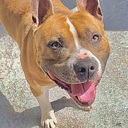 Mayron participe au concours pour gagner de l'argent avec cette photo : dog, canine, pet, brown, white, happy, smiling, tongue_out, ears_up, outdoor, sunlight, concrete, closeup, looking_up, friendly, animal, mammal, paw, cute, domestic