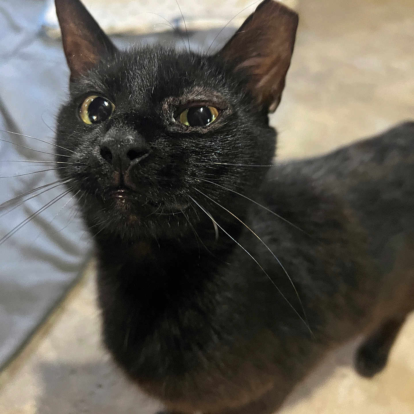 Midnight joined the competition — help win amazing prizes! animal, black_cat, blurred_background, cat, close_up, curious, cute, domestic_animal, ears, eyes, feline, floor, fur, indoor, looking_up, mammal, pet, portrait, standing, whiskers