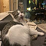cat, tabby, white_fur, indoor, living_room, couch, blanket, television, dvd_stack, carpet, table, water_dispenser, relaxing, pet, feline, household, furniture, cozy, yawning, paw
