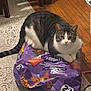 cat, tabby_cat, indoor, floor, wooden_floor, rug, cat_food_bag, purple_bag, pet, animal, feline, sitting, looking, curious, fur, whiskers, tail, domestic_cat, household, relaxed
