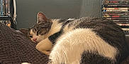 Cat is registered to the contest to win money with this photo: animal, blanket, cat, cozy, dvd_shelf, ear, fur, furniture, home, indoor, leisure, pet, relaxing, resting, shelf, sleeping, tabby, tail, wall, white_fur
