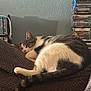 cat, sleeping, tabby, white_fur, blanket, indoor, furniture, dvd_shelf, home, resting, pet, animal, cozy, relaxing, fur, tail, ear, wall, shelf, leisure
