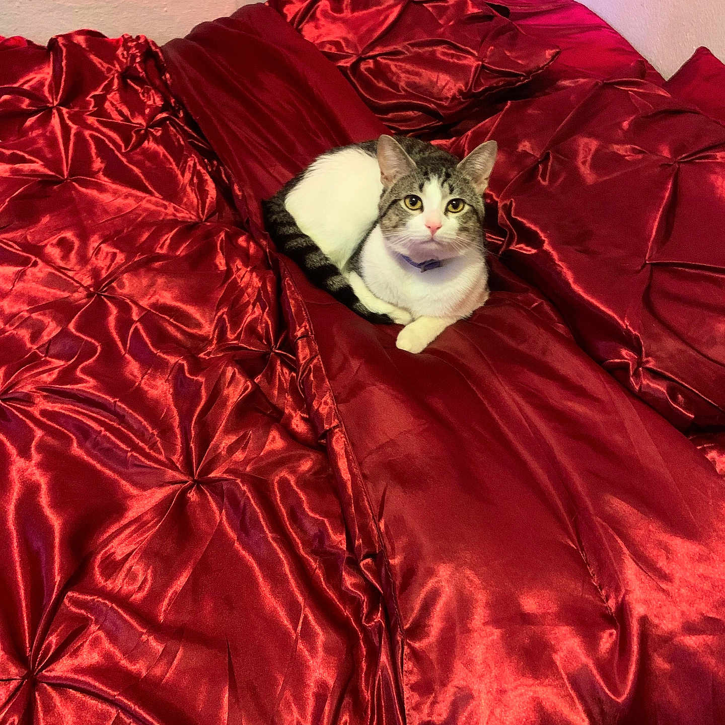 Cat joined the competition — help win amazing prizes! animal, bed, cat, collar, comfort, cozy, cute, domestic_animal, feline, fur, indoor, pet, red_bedding, relaxed, resting, satin, striped_tail, tabby, whiskers, white_fur