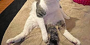 Cat joined the competition — help win amazing prizes! cat, pet, animal, feline, relaxed, indoor, blanket, bed, fur, tail, legs, person, clothing, polka_dot, pajamas, floor, wood, shoe, casual, cozy
