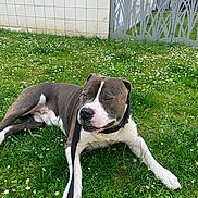 Narco a rejoint le concours — aidez-le/la à gagner de superbes lots ! animal, canine, collar, dog, flowers, grass, greenery, lawn, leash, metal_gate, nature, outdoor, paw, pet, relaxed, resting, spiked_collar, sunny_day, tiled_wall, white_markings