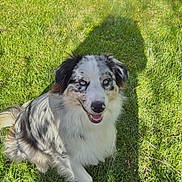 Lesko a rejoint le concours — aidez-le/la à gagner de superbes lots ! animal, blue_eyes, canine, daylight, dog, ears, friendly, fur, grass, happy, muzzle, nature, outdoor, park, pet, portrait, shadow, sitting, smiling, sunlight