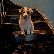Lesko a rejoint le concours — aidez-le/la à gagner de superbes lots ! animal, black_stairs, blue_eyes, cozy, cute, dog, fluffy, fur, happy, indoor, moody_lighting, pet, portrait, puppy, shadow, sitting, stairs, tongue_out, wall, young_dog