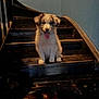 animal, black_stairs, blue_eyes, cozy, cute, dog, fluffy, fur, happy, indoor, moody_lighting, pet, portrait, puppy, shadow, sitting, stairs, tongue_out, wall, young_dog