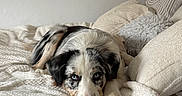 Lesko participe au concours pour gagner de l'argent avec cette photo : animal, bed, blanket, blue_eyes, comfort, cozy, cream, cute, dog, fur, indoor, laying_down, pet, pillow, puppy, relaxed, resting, sleepy, soft, white