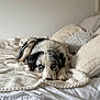 animal, bed, blanket, blue_eyes, comfort, cozy, cream, cute, dog, fur, indoor, laying_down, pet, pillow, puppy, relaxed, resting, sleepy, soft, white
