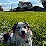 animal, blue_sky, canine, clouds, collar, daytime, dog, ears, field, fur, grass, greenery, happy, house, nature, outdoor, pet, smile, sunlight, tongue_out