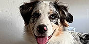 Lesko participe au concours pour gagner de l'argent avec cette photo : animal, australian_shepherd, black_spots, blue_eyes, brown_fur, collar, companion, cute, dog, dog_tag, fur, happy, indoor, mirror, pet, plant, portrait, smiling, tongue_out, white_fur