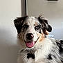 animal, australian_shepherd, black_spots, blue_eyes, brown_fur, collar, companion, cute, dog, dog_tag, fur, happy, indoor, mirror, pet, plant, portrait, smiling, tongue_out, white_fur