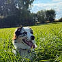 animal, blue_eyes, canine, daylight, dog, field, fur, grass, greenery, happy, nature, open_space, outdoor, pet, playful, portrait, relaxation, summer, sunlight, tongue_out