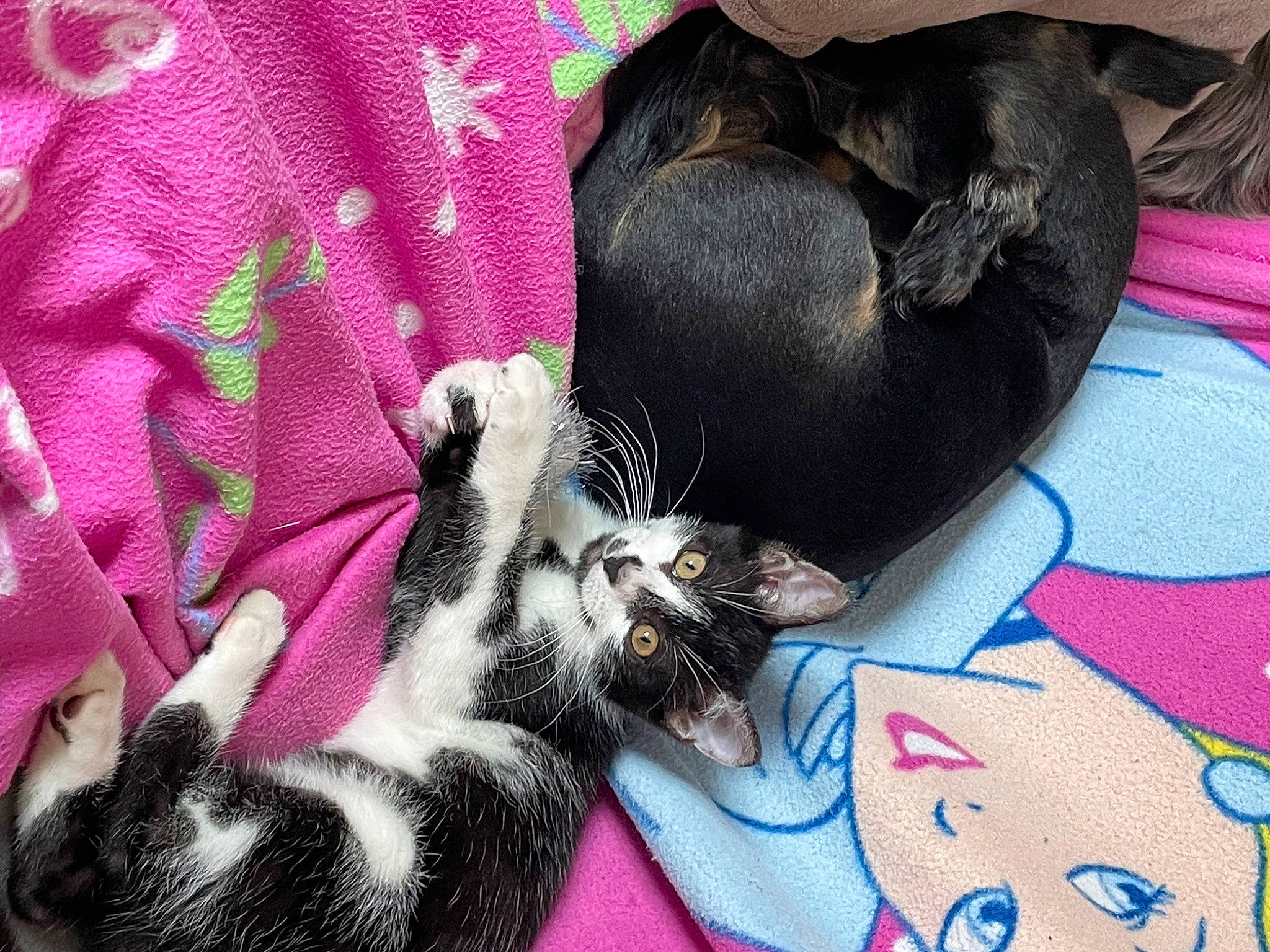 Coquine a rejoint le concours — aidez-le/la à gagner de superbes lots ! bag, carnivore, cat, claw, comfort, companion_dog, dog_breed, domestic_short_haired_cat, felidae, fur, linens, magenta, pattern, paw, pet_supply, pink, purple, small_to_medium_sized_cats, tail, whiskers