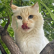 Buddy is registered to the contest to win money with this photo: cat, tree, green_leaves, fluffy, cream_colored, animal, pet, outdoor, nature, close_up, licking, curious, mischievous, wildlife, feline, whiskers, ears, fur, branch, eyes
