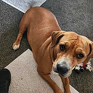 Bessie Mae is registered to the contest to win money with this photo: brown_coat, carpet, close_up, companion, curious, dog, domestic_pet, eyes, indoor, laying_down, looking_up, nose, paw, pet, plush_toy, portrait, rug, shoe, toy, white_markings