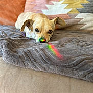 Gus is registered to the contest to win money with this photo: dog, small_dog, tan_dog, blanket, couch, indoor, resting, rainbow_reflection, colorful_light, nose, ears, fur, pet, cozy, soft_texture, home, relaxed, cute, animal, lying_down