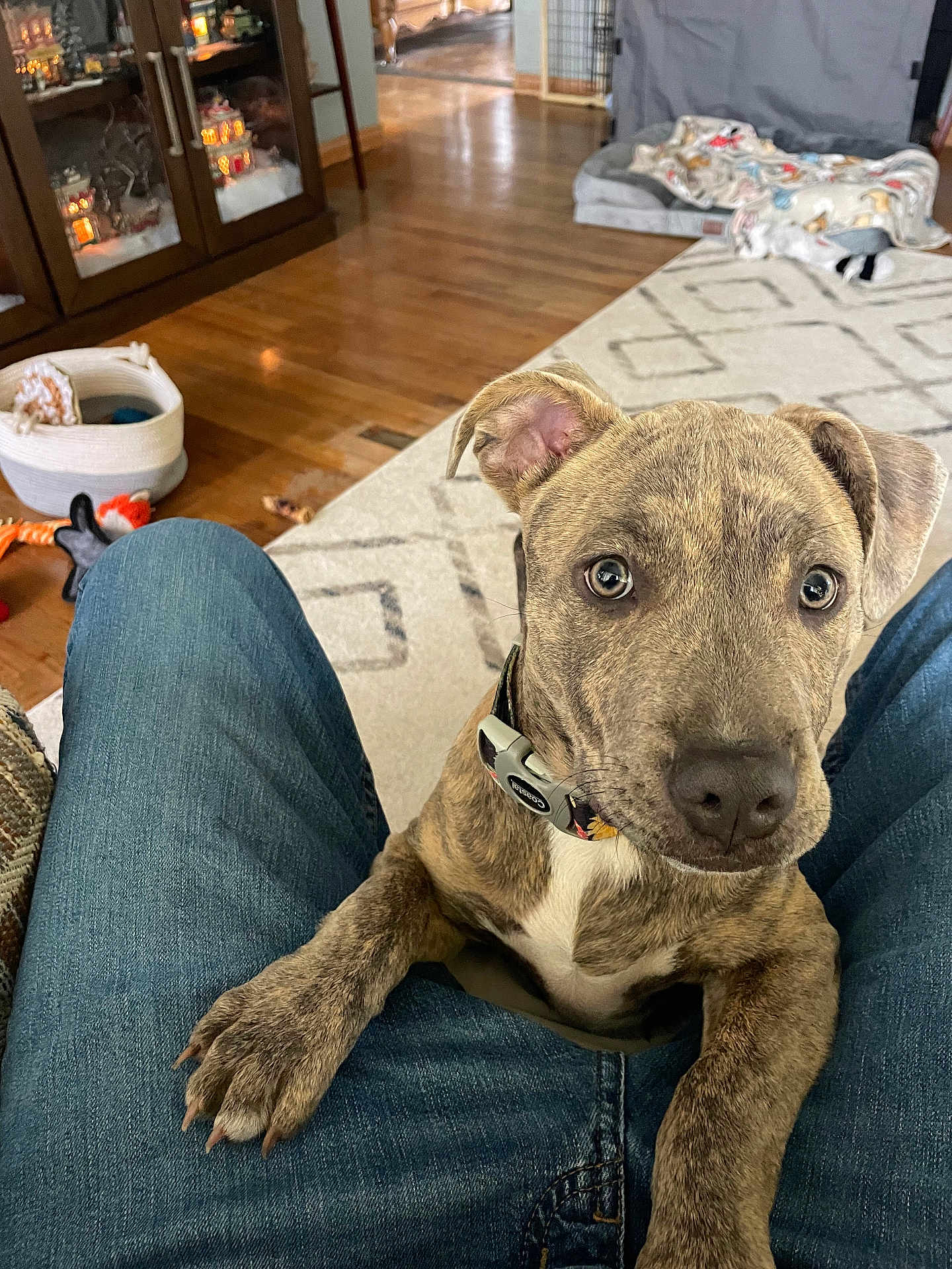 Rosie joined the competition — help win amazing prizes! puppy, dog, brindle, pet, indoor, living_room, floor, carpet, jeans, collar, toy, pet_bed, wood_floor, person, cute, animal, domestic, young_dog, front_paws, looking
