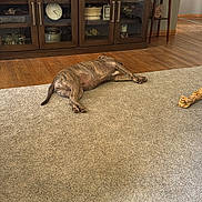 Rosie is registered to the contest to win money with this photo: dog, carpet, living_room, wooden_cabinet, television, decor, plant, floor, furniture, indoor, resting, brindle, animal, pet, home, relaxing, casual, cozy, brown, wood