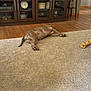 dog, carpet, living_room, wooden_cabinet, television, decor, plant, floor, furniture, indoor, resting, brindle, animal, pet, home, relaxing, casual, cozy, brown, wood