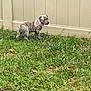 Rosie is registered to the contest to win money with this photo: puppy, dog, grass, yard, fence, outdoor, pet, animal, collar, brindle, curious, standing, young, nature, green, canine, mammal, domestic, playful, small