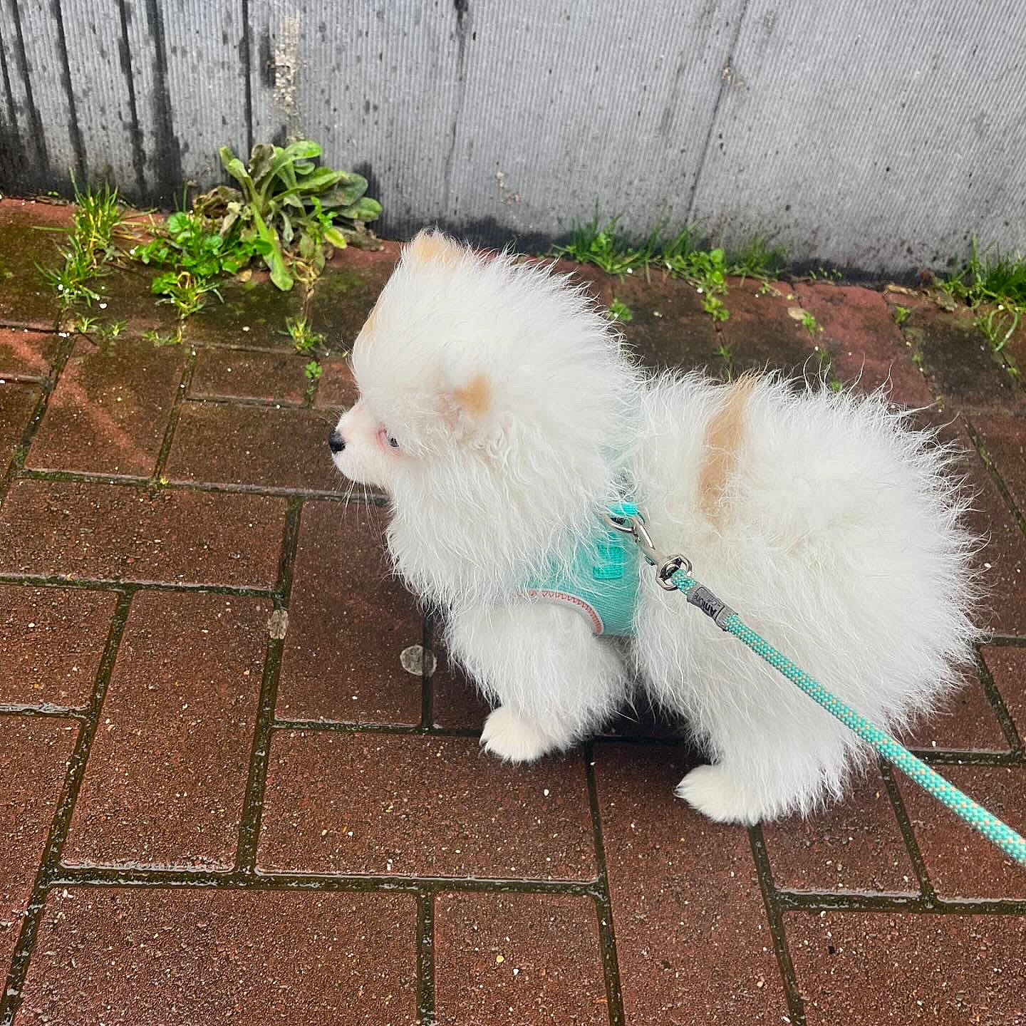 Farfalle a rejoint le concours — aidez-le/la à gagner de superbes lots ! asphalt, canidae, carnivore, claw, companion_dog, dog, dog_breed, fashion_accessory, fawn, flooring, fur, grass, paw, plant, road_surface, sidewalk, snout, sporting_group, tail, toy_dog