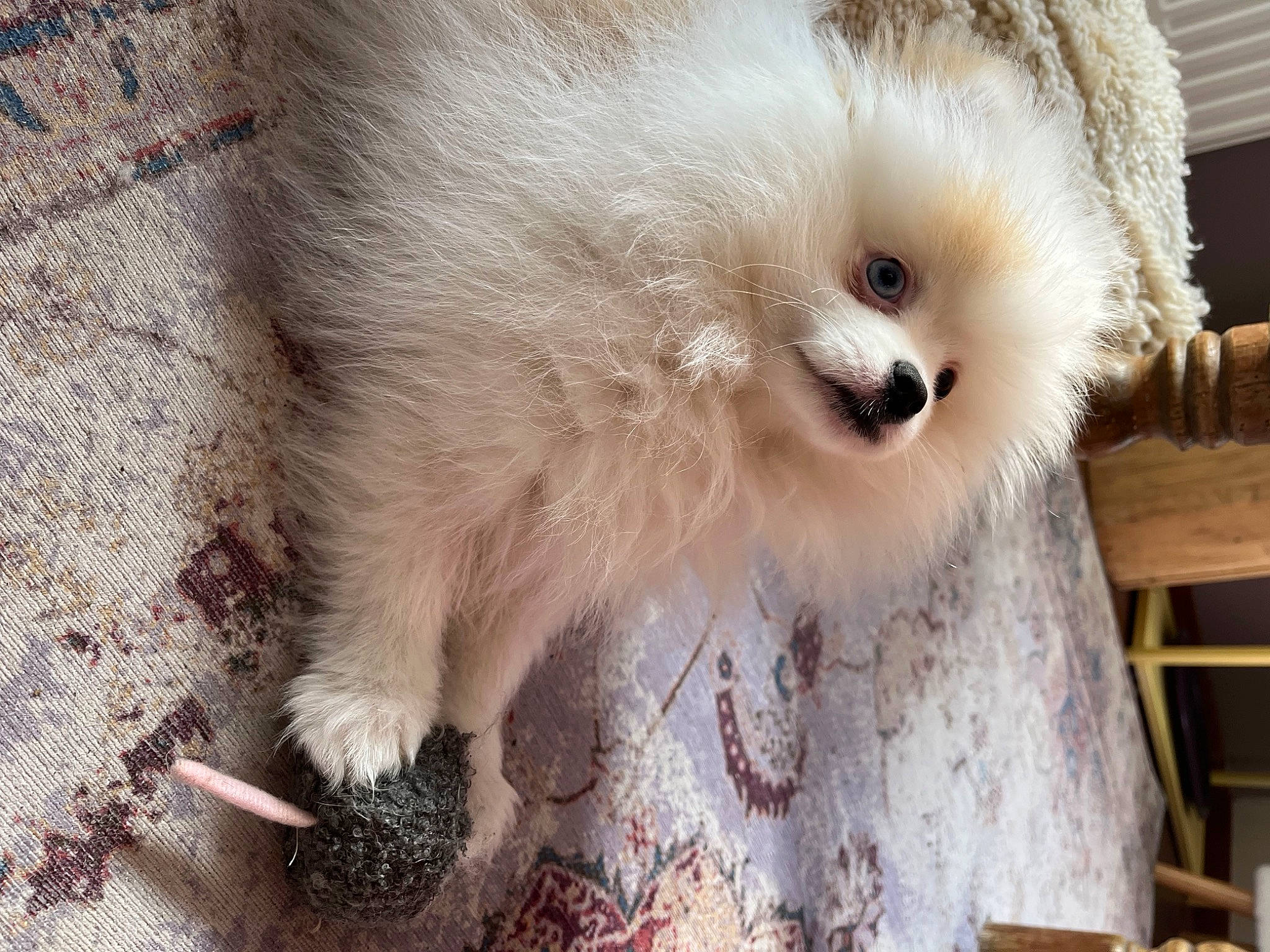 Farfalle participe au concours pour gagner de l'argent avec cette photo : beak, bird, bird_of_prey, canidae, carnivore, companion_dog, dog_breed, fawn, feather, fur, owl, small_to_medium_sized_cats, snout, spitz, sporting_group, terrestrial_animal, toy_dog, whiskers, wing, wood