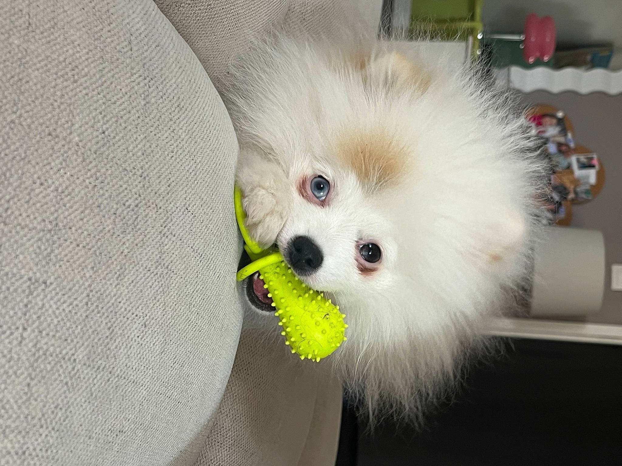 Farfalle participe au concours pour gagner de l'argent avec cette photo : canidae, carnivore, companion_dog, corgi_chihuahua, dog, dog_breed, dog_supply, fur, maltepoo, non_sporting_group, plush, samoyed, snout, spitz, sporting_group, stuffed_toy, toy_dog, volpino_italiano, whiskers, working_animal