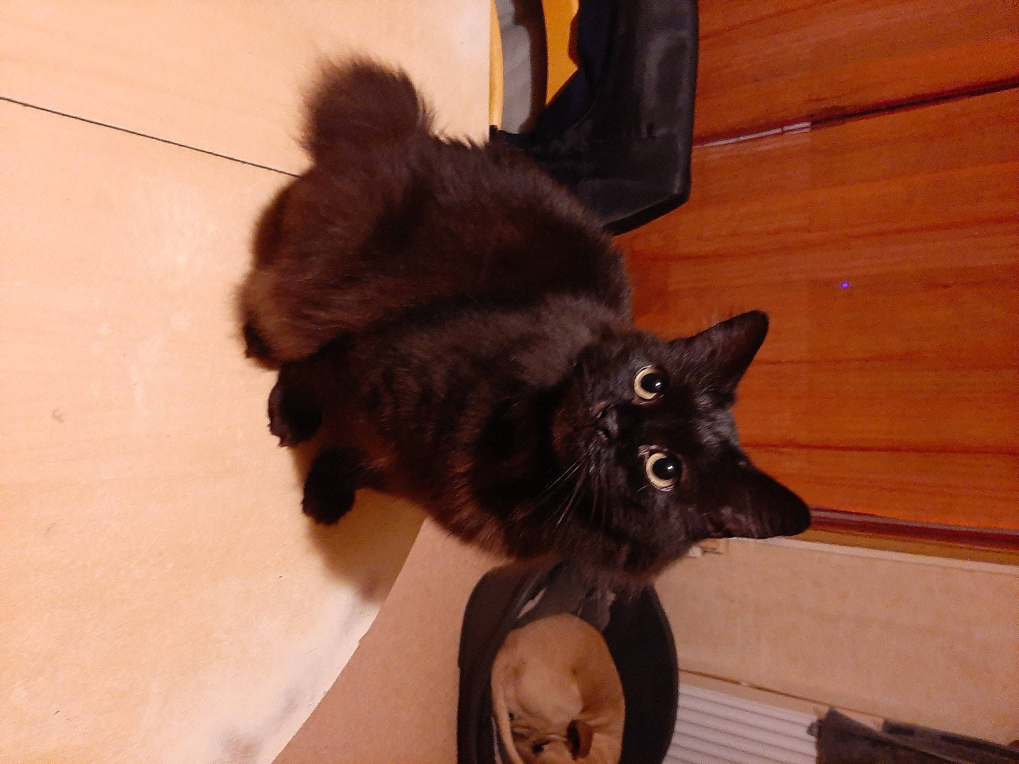 Hades participe au concours pour gagner de l'argent avec cette photo : black_cat, canidae, carnivore, cat, dog_breed, felidae, fur, mammal, small_to_medium_sized_cats, whiskers