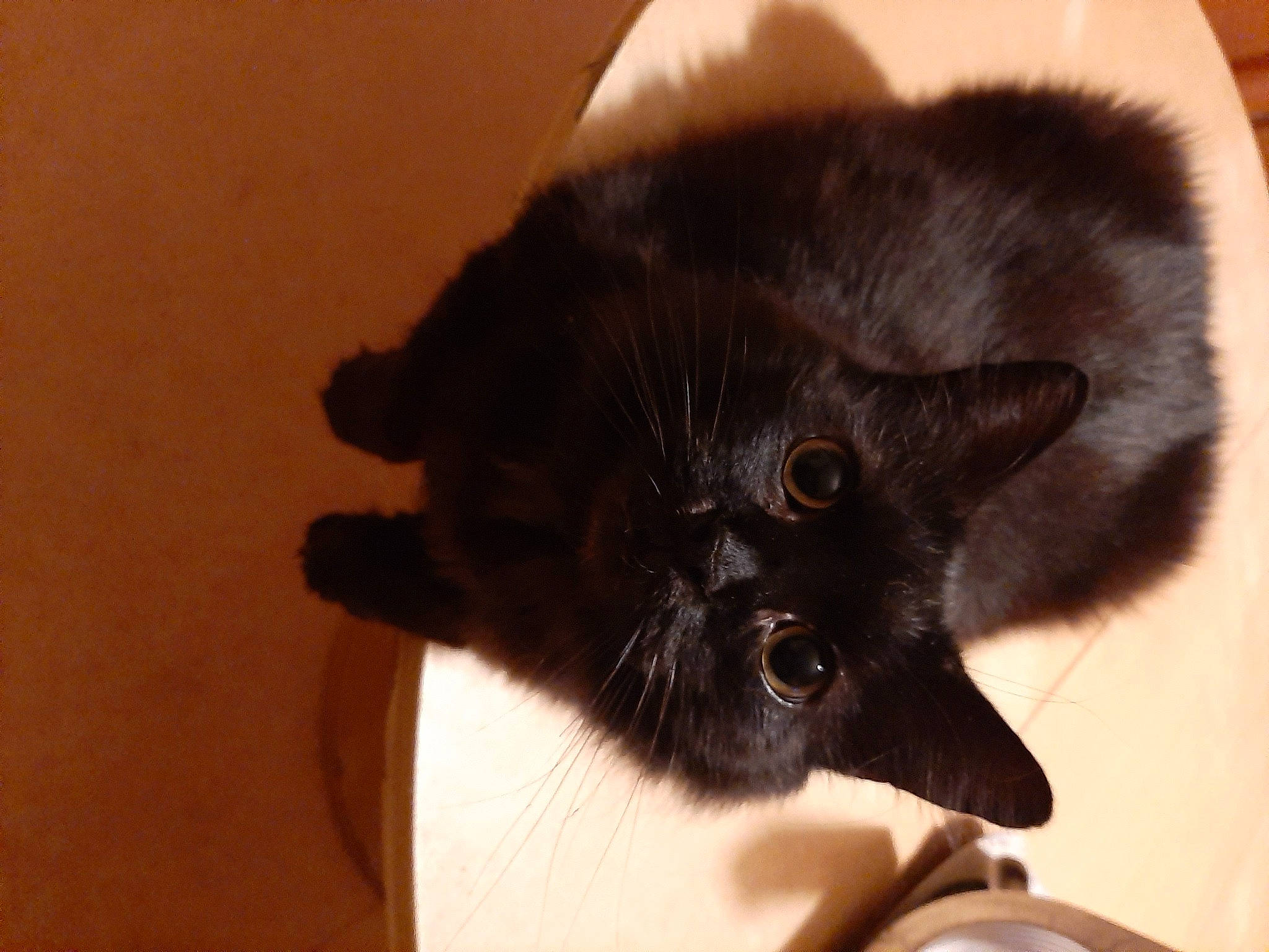 Hades a rejoint le concours — aidez-le/la à gagner de superbes lots ! black, black_cat, bombay, burmese, carnivore, cat, ear, felidae, fur, kitten, mammal, skin, small_to_medium_sized_cats, snout, vertebrate, whiskers