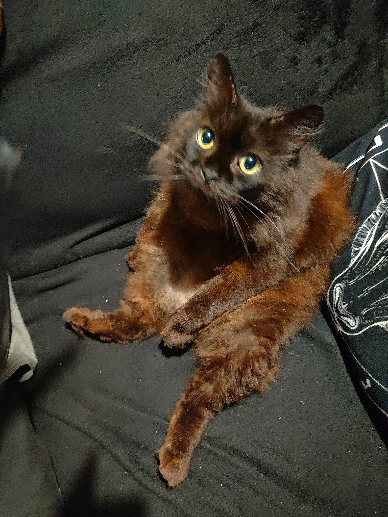 Hades participe au concours pour gagner de l'argent avec cette photo : box, british_longhair, carnivore, cat, claw, companion_dog, domestic_short_haired_cat, fawn, felidae, fur, paw, sitting, small_to_medium_sized_cats, snout, tail, terrestrial_animal, whiskers