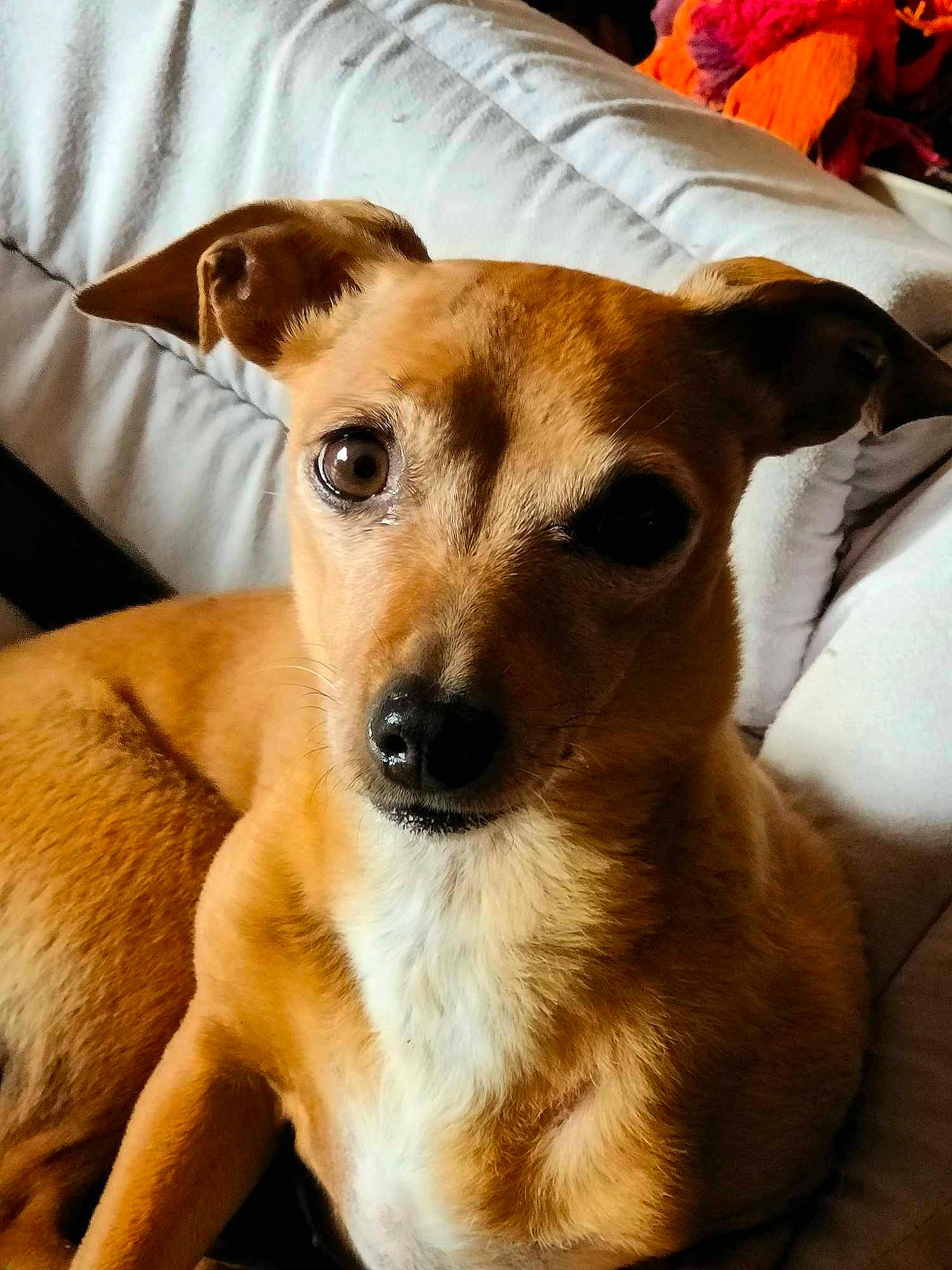 Nola a rejoint le concours — aidez-le/la à gagner de superbes lots ! canidae, carnivore, clock, comfort, companion_dog, dog, dog_breed, ear, fawn, fur, paw, puppy, snout, sporting_group, terrestrial_animal, toy_dog, whiskers