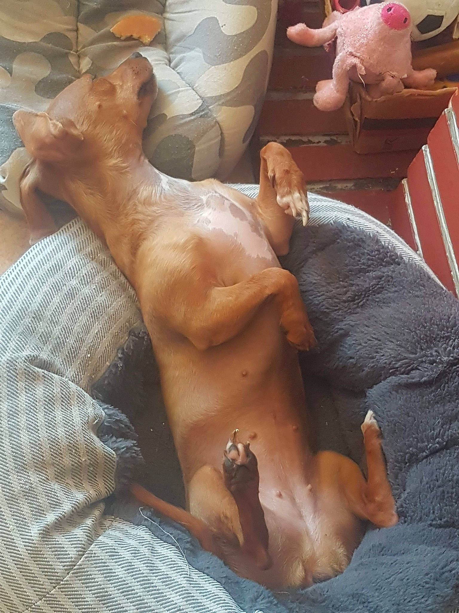 Nola a rejoint le concours — aidez-le/la à gagner de superbes lots ! canidae, carnivore, fawn, muscle, sporting_group