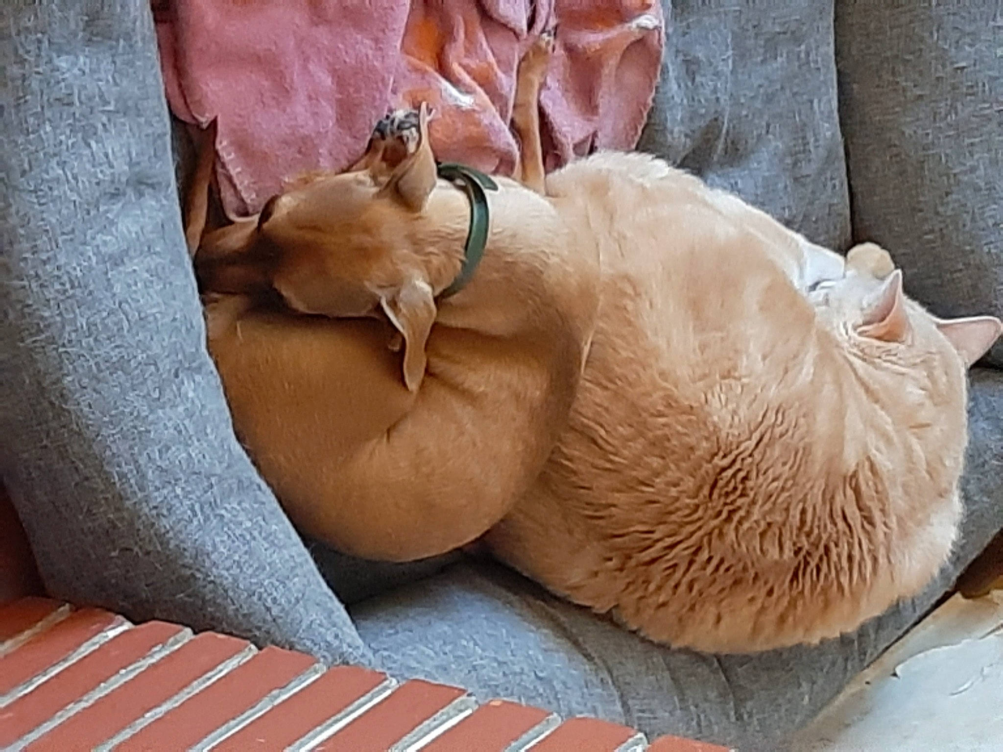 Nola a rejoint le concours — aidez-le/la à gagner de superbes lots ! burmese, canidae, carnivore, cat, fawn, felidae, small_to_medium_sized_cats, snout, sporting_group