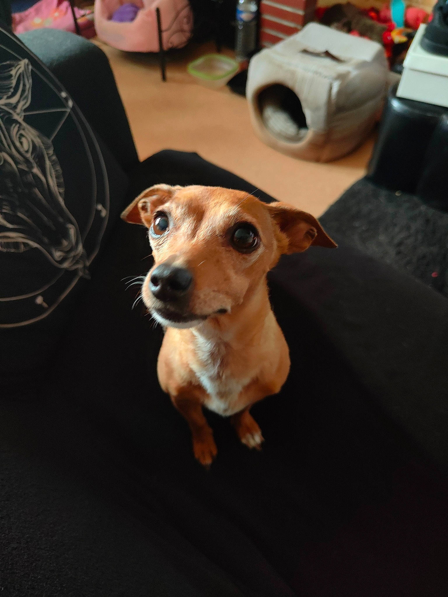 Nola a rejoint le concours — aidez-le/la à gagner de superbes lots ! bag, canidae, carnivore, chair, companion_dog, dog, dog_breed, dog_clothes, eyewear, fawn, flooring, fur, snout, sporting_group, table, toy_dog, whiskers, working_animal