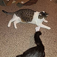 Quinn joined the competition — help win amazing prizes! cat, tabby_cat, black_tail, carpet, indoor, curious, playful, pet, animal, feline, white_paws, tabby_pattern, floor, household, domestic, two_cats, furniture, brown_towel, box, relaxed