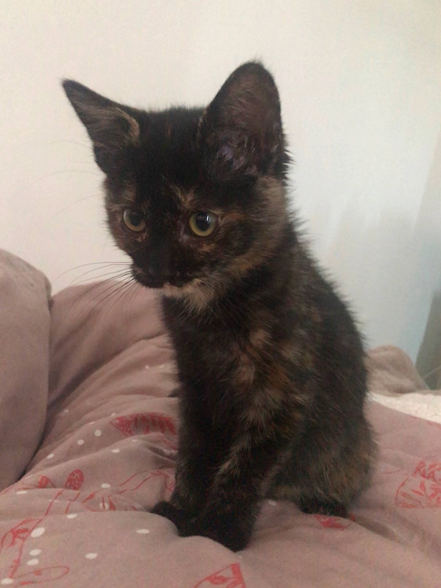 Mara a rejoint le concours — aidez-le/la à gagner de superbes lots ! asian, black_cat, bombay, carnivore, cat, domestic_long_haired_cat, domestic_short_haired_cat, fawn, felidae, german_rex, kitten, maine_coon, mammal, small_to_medium_sized_cats, tail, turkish_angora, vertebrate, whiskers