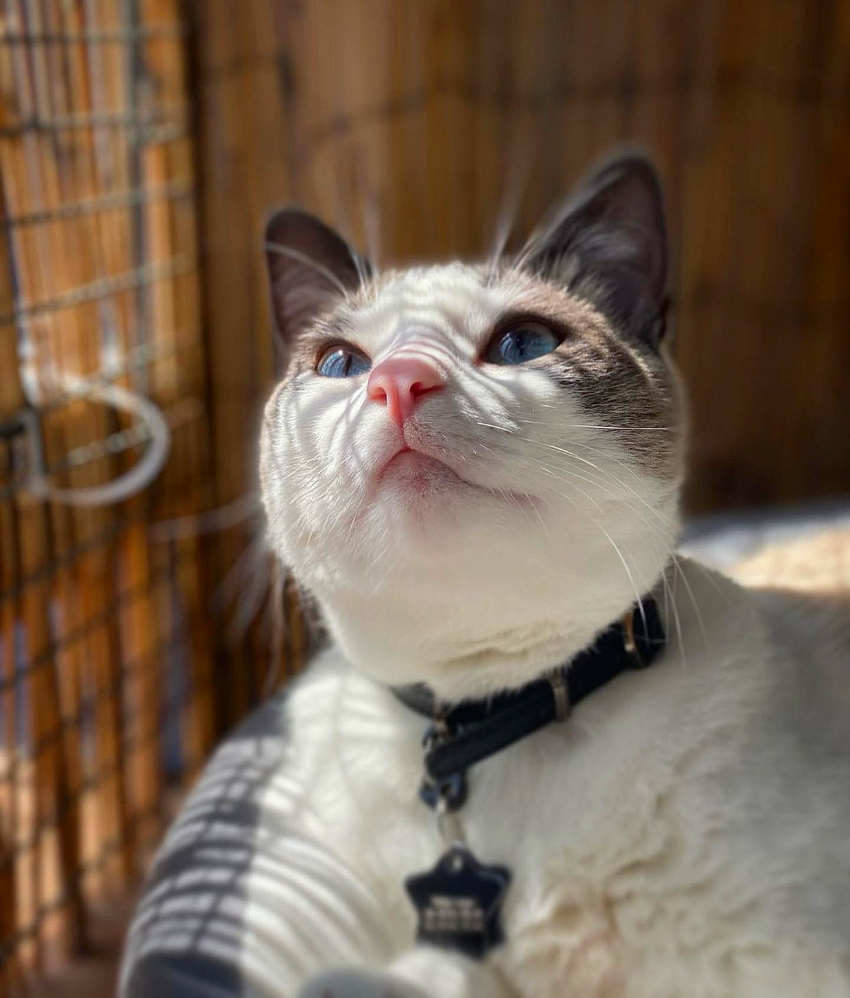 Happy participe au concours pour gagner de l'argent avec cette photo : carnivore, cat, collar, domestic_short_haired_cat, felidae, fur, pet_supply, small_to_medium_sized_cats, snout, tail, terrestrial_animal, whiskers