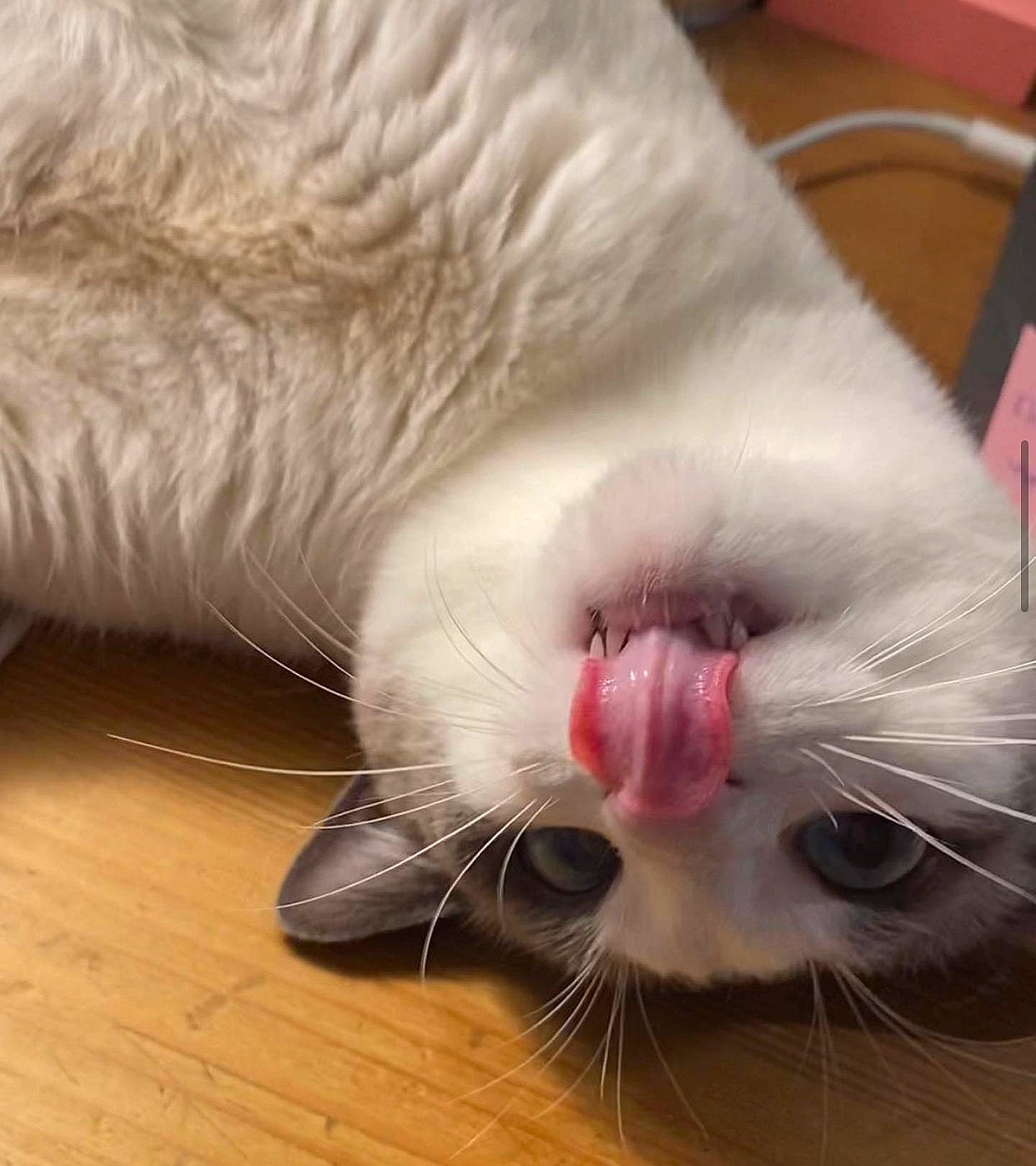 Happy participe au concours pour gagner de l'argent avec cette photo : carnivore, cat, close_up, comfort, ear, eye, fang, fawn, felidae, flooring, fur, hardwood, jaw, nose, small_to_medium_sized_cats, snout, tail, whiskers, wood, yawn